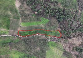 C21 Cius; Gemlik Hamidiye Köyünde 6.508 m² Verimli Zeytinlik