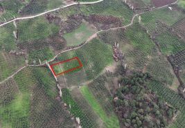C21 Cius; Gemlik Hamidiye Köyü’nde Yolu Olan 3.025 m² Zeytinlik