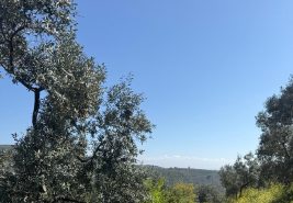 C21 Cius ; Küçük Kumla Mahallesinde 1845 m2 Satılık Zeytinlik