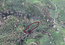 C21 Cius; 1.683 m2 Gemiç Köyüne 150 m yakınlıkta Zeytinlik