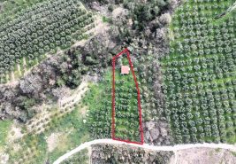 C21 Cius; Gemlik Katırlıda Yola Cepheli Bağ Evi Olan Zeytinlik