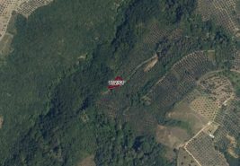 C21 Cius; Gemlik Güvenli’de Doğa İçinde 472 M² Zeytinlik