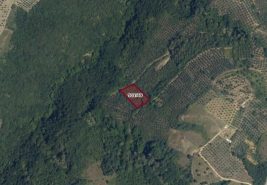 C21 Cius; Gemlik Güvenli’de 2.000 M² Zeytinlik