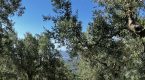 IMG 3552